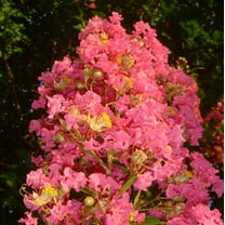 20 Tuscarora Cape Myrtle Seeds Tree Flower Perennial Flowers Seed 1234 US SELLER