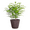 Chocolate, variant on Live Norfolk Pine Plant - Air Purifying - 6" Decorative Pot Cover - Thorsen's Greenhouse