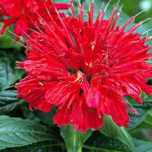 Gardenview Scarlet Bee Balm Perennial - Monarda - Quart Pot - Walmart.com