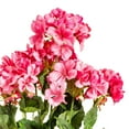 thumbnail image 2 of Vickerman 19 5" Artificial Coral Geranium Bush., 2 of 7