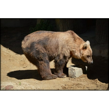 LAMINATED POSTER Zoo Animal Bear Predator European Brown Bear Brown Poster Print 24 x