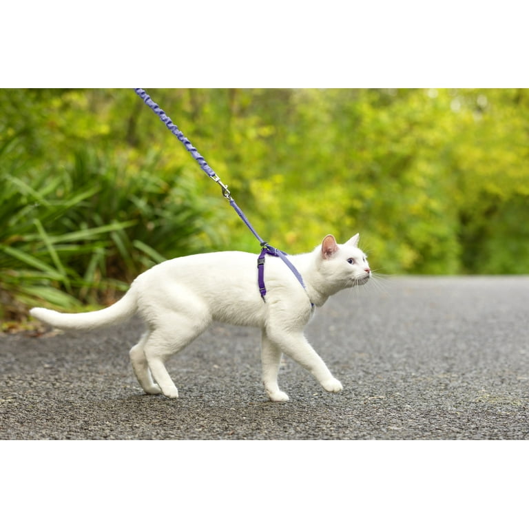 Petsafe kitty harness top