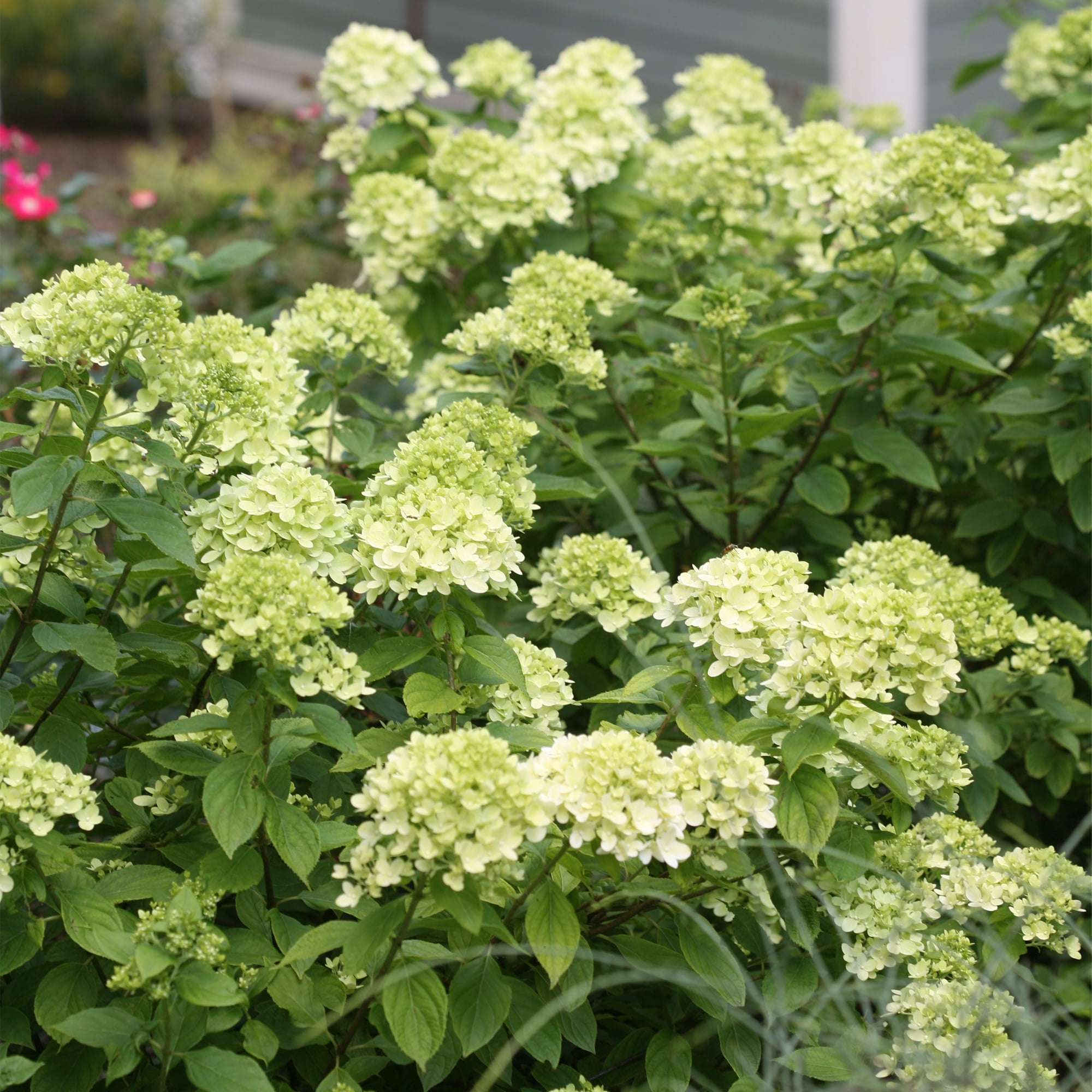 Proven Winners ColorChoice Little Lime Hydrangea Live Shrub (2 Gallon)