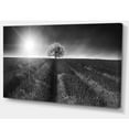 thumbnail image 2 of Beautiful Black White Lavender Field - Extra Large Landscape Canvas Art, 2 of 3
