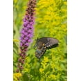 thumbnail image 2 of Day, Richard and Susan 23x32 Gold Ornate Wood Framed with Double Matting Museum Art Print Titled - Spicebush Swallowtail-Papilio troilus-on Blazing Star-Liatris spicata-Marion County-Illinois, 2 of 4