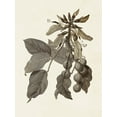 thumbnail image 2 of Vision Studio 19x24 Black Ornate Wood Framed with Double Matting Museum Art Print Titled - Sepia Botanicals IV, 2 of 4