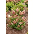 thumbnail image 2 of Flare™ Hydrangea, 2 of 3