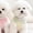 Yellow, variant on Summer Clothes for Dogs Puppy Shirt Blouse Spring Pets Clothing Dog Doggy Pet Shirts Apparel Supplies