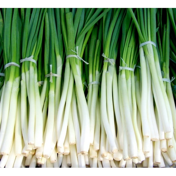 Evergreen White Bunching Scallion/Perennial/Full Sun/28K Seeds 1/4lb/Zellajake Farm and Garden - B176