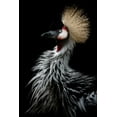 thumbnail image 2 of Itoyama, Eiji 13x18 White Modern Wood Framed Museum Art Print Titled - Crowned cranes portrait, 2 of 4