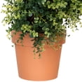 thumbnail image 7 of Northlight 5.5' Unlit Artificial Potted Two-Tone Boxwood Spiral Topiary Tree, 7 of 7