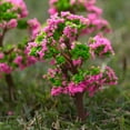 thumbnail image 4 of NUZYZ Miniature Tree Fairy Garden Decor Dollhouse Plant Pot Figurine Craft Ornament, 4 of 8
