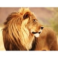 thumbnail image 3 of Anonymous 14x12 Black Modern Framed Museum Art Print Titled - Male lion, Namibia, 3 of 5
