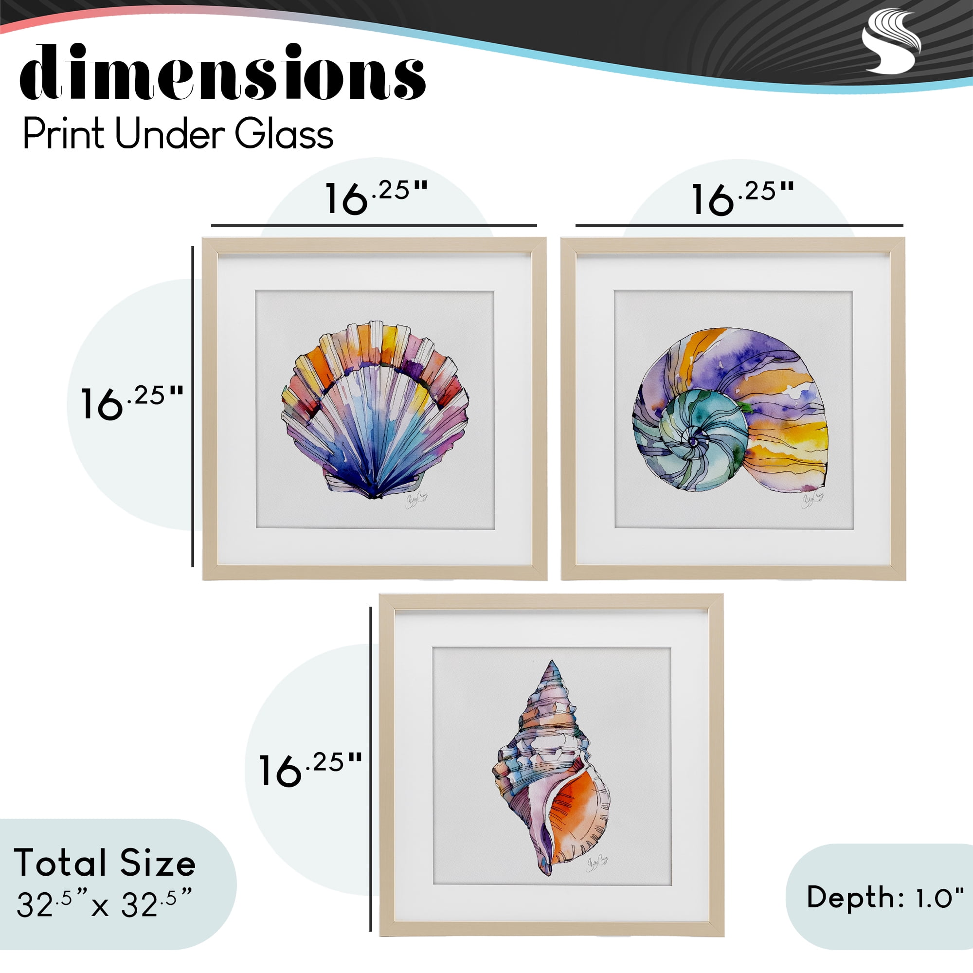 Stupell Industries Sunlit Seashells Watercolors 3 Piece Birch Framed Print Under Glass Set, design by Shelly Craig