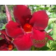 thumbnail image 3 of Mandevilla Giant Crimson 6 Inch Pot, 3 of 6