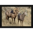 thumbnail image 2 of Diane Renkin 24x17 Black Modern Wood Framed Wall Art Titled - Ram and Ewe Bighorn Sheep, Yellowstone National Park, 2 of 6