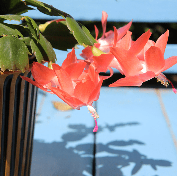 Salmon Christmas Cactus Live Plants, Holiday Cactus Plants Schlumbergera Flower Plants for Indoor Outdoor 4 to 6 Inc Tall, 2 Plants Per Pot