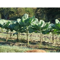 Collard Greens Seed, Morris Heading, Heirloom, Non GMO, 100 Seeds Collard Green