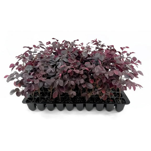 Loropetalum Carolina Midnight 40 Live Plants Loropetalum Chinense Purple Foliage Shrub Ornamental Landscape Bush Fast Growing Plants