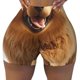 thumbnail image 2 of Fotbe Happy Fluffy Running Dog Shorts Sin Costuras – Shorts Deportivos de Cintura Alta para Mujer, Elásticos para Gimnasio, Yoga, Running o Ciclismo-Large, 2 of 8