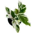 thumbnail image 3 of Calathea White Fusion Live Plant for Indoor | Different Houseplants in 4'' & 6'' Pot | Real House Plant for Living Room, Office, Desk & Bathroom | Peacock Plant | Zebra Plant, 3 of 7