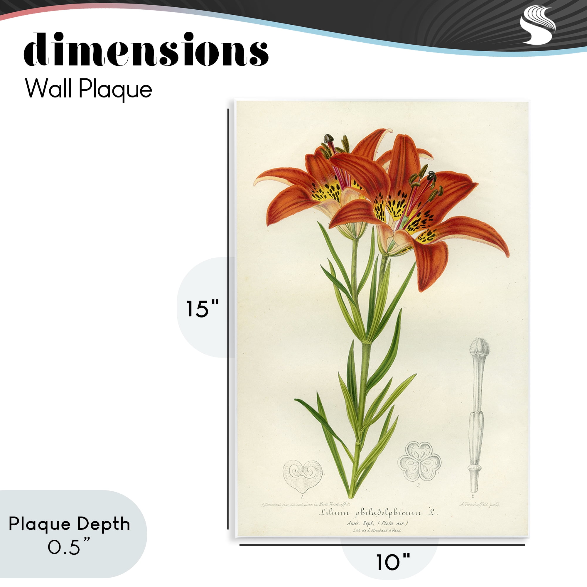 Stupell Industries Western Red Lily Wall Plaque Art, design by Print Collection