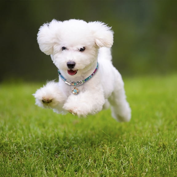 IBASETOY cat bells collar Adjustable Buckle Fabric Collar for Walking 1Pack