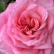 Sunbelt® Savannah Hybrid Tea Rose by Heirloom Roses - Own Root Rose Plant