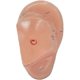 thumbnail image 4 of English Version Ear Acupuncture Earpins Model Model Auricular Application Model Ear Acupuncture Poi Banmo, 4 of 5
