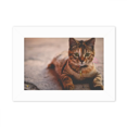 thumbnail image 1 of Animal Quiet Cat Photograph Photo Mount Frame Picture Art Painting Desktop 5x7 inch, 1 of 3
