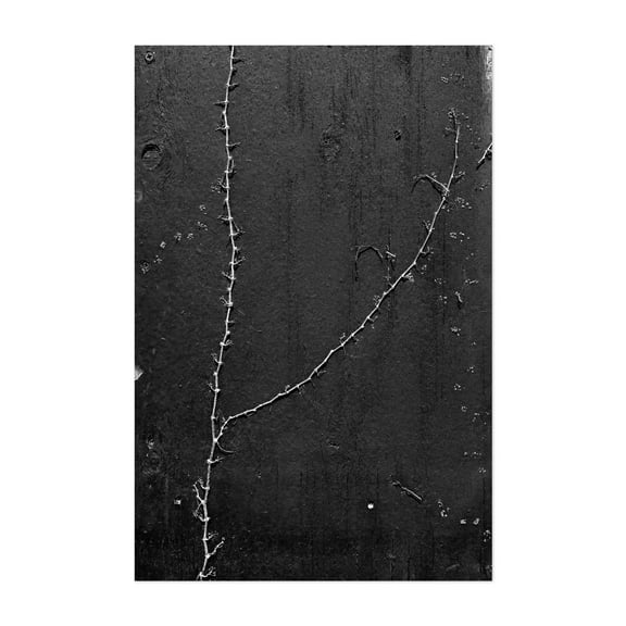 Alleyway Vines, 02 - Queens New York Photography Unframed Wall Art Print 5 x 7 inches