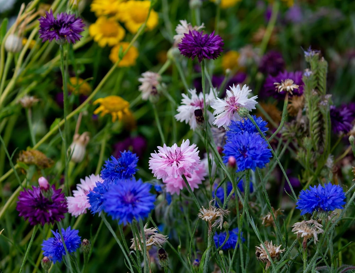 Freedom Farm Seeds Set of 200 Flower Seed Packets! Flower Seeds in Bulk - Best Value Seeds - Great for Classrooms, Beginner Gardeners and Kids! - Deluxe Varieties! (200)