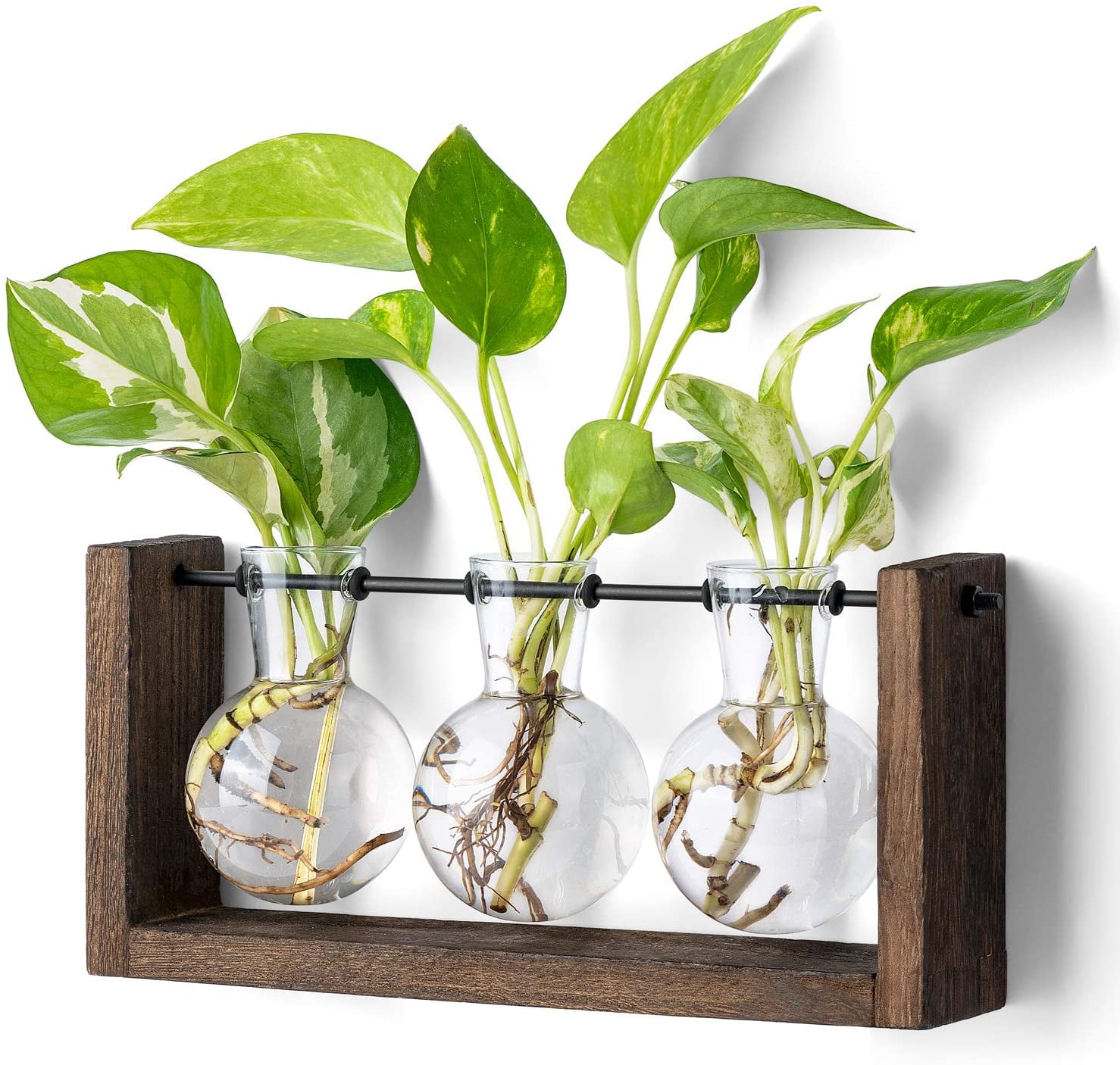 Retro Style Plant Propagation In Kitchen Herb Garden Hydroponic Vase 