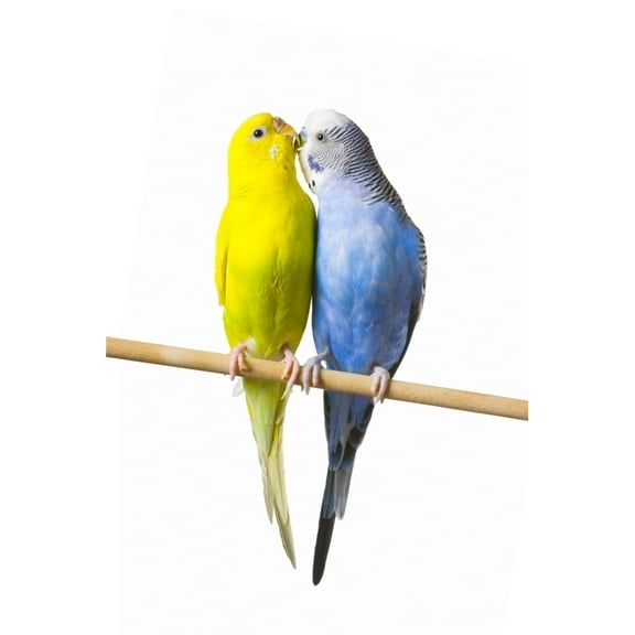 Posterazzi DPI1787267 Budgerigar Melopsittacus Undulatus On A Perch Poster Print by Corey Hochachka, 11 x 17