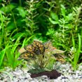 thumbnail image 4 of OULII 2PCS Leaf Hammock Pad Assorted Color Plastic Fish Hideouts for Busy Individuals, 4 of 8