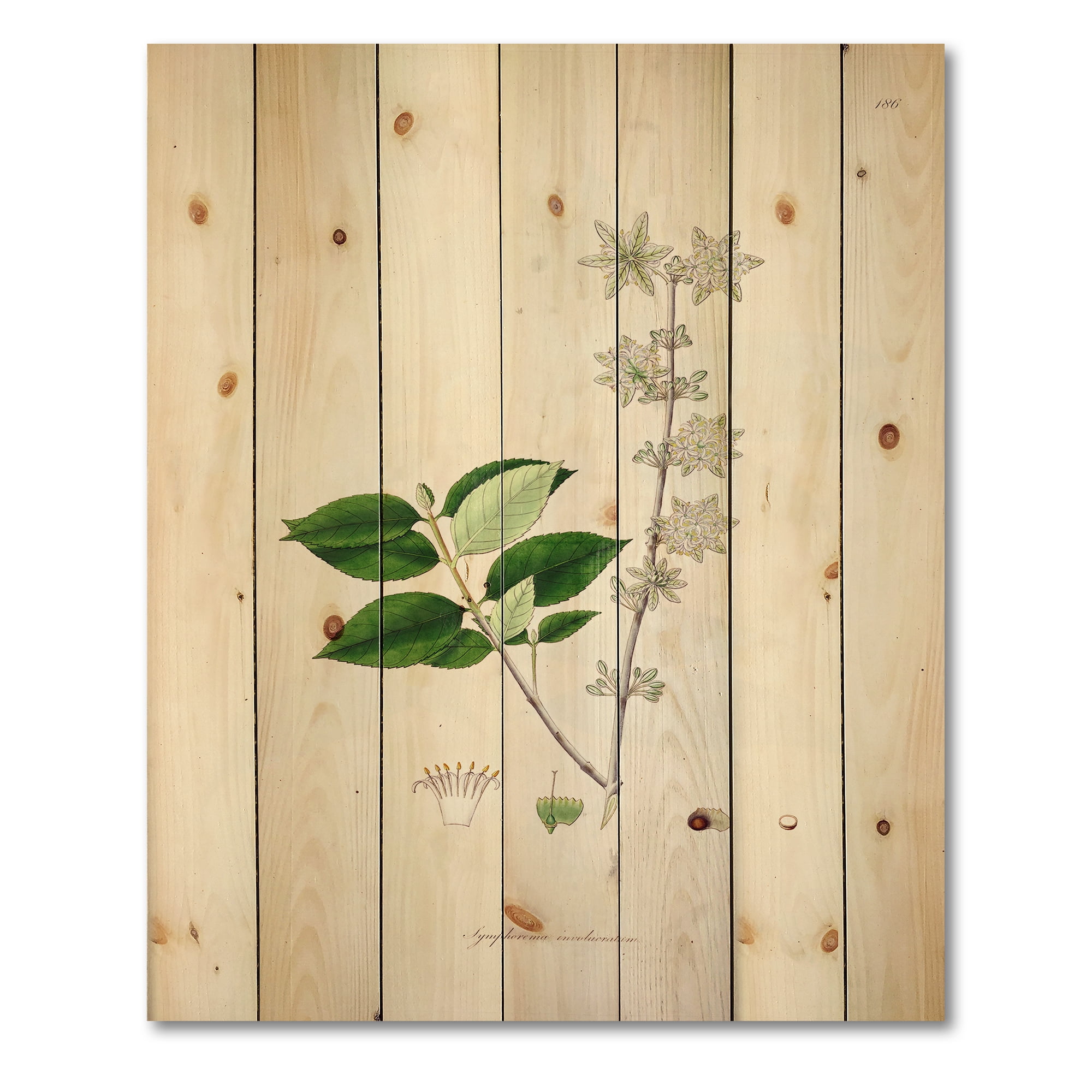 Designart 'Ancient Botanicals XV' Farmhouse Print on Natural Pine Wood