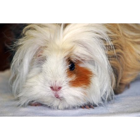 Laminated Poster Lunkarya Long Haired Guinea Pigs Guinea