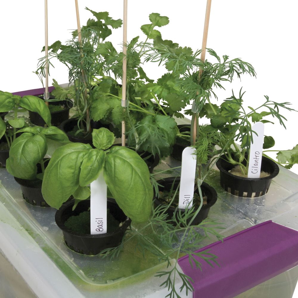 Visual Desktop Hydroponics, Track Growth Of Plants And Their Roots