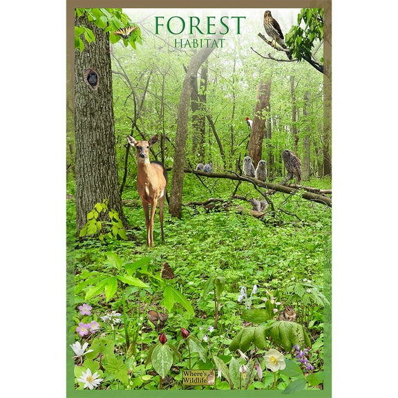 Forest Habitat Nature Poster - Woodland Landscape and Wildlife Science Chart (12" x 18")