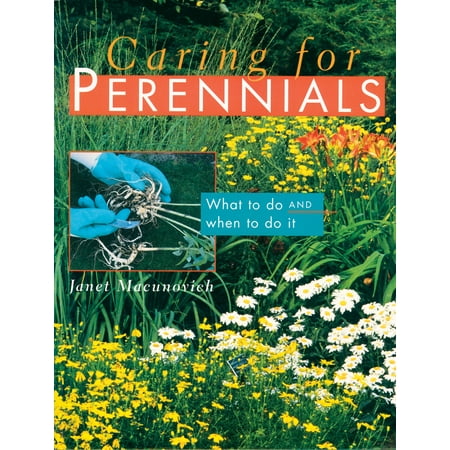 Caring for Perennials - Paperback (Best Perennials For Sun)
