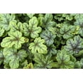 thumbnail image 4 of 50 HEUCHERA Americana CORAL BELLS Dale's American Alumroot Flower Seeds, 4 of 10