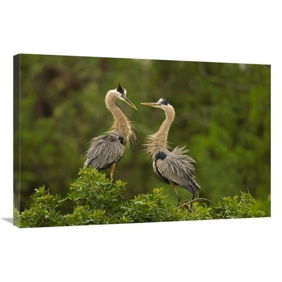 24 x 36 in. Great Blue Heron Pair Interacting, Venice, Florida Art Print - Tom Vezo