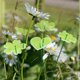 thumbnail image 4 of 20 unidades de estacas decorativas para jardín en 5 estilos: flores, corazones, mariposas, color chartreuse. Estacas decorativas de 25 cm de alto para plantas y flores., 4 of 6