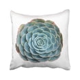 thumbnail image 1 of RYLABLUE Plant Cactus Succulents In Planter Beautiful Bloom Botanic Botanical Botany Cacti Chicks Pillowcase Cover 16x16 inch, 1 of 1