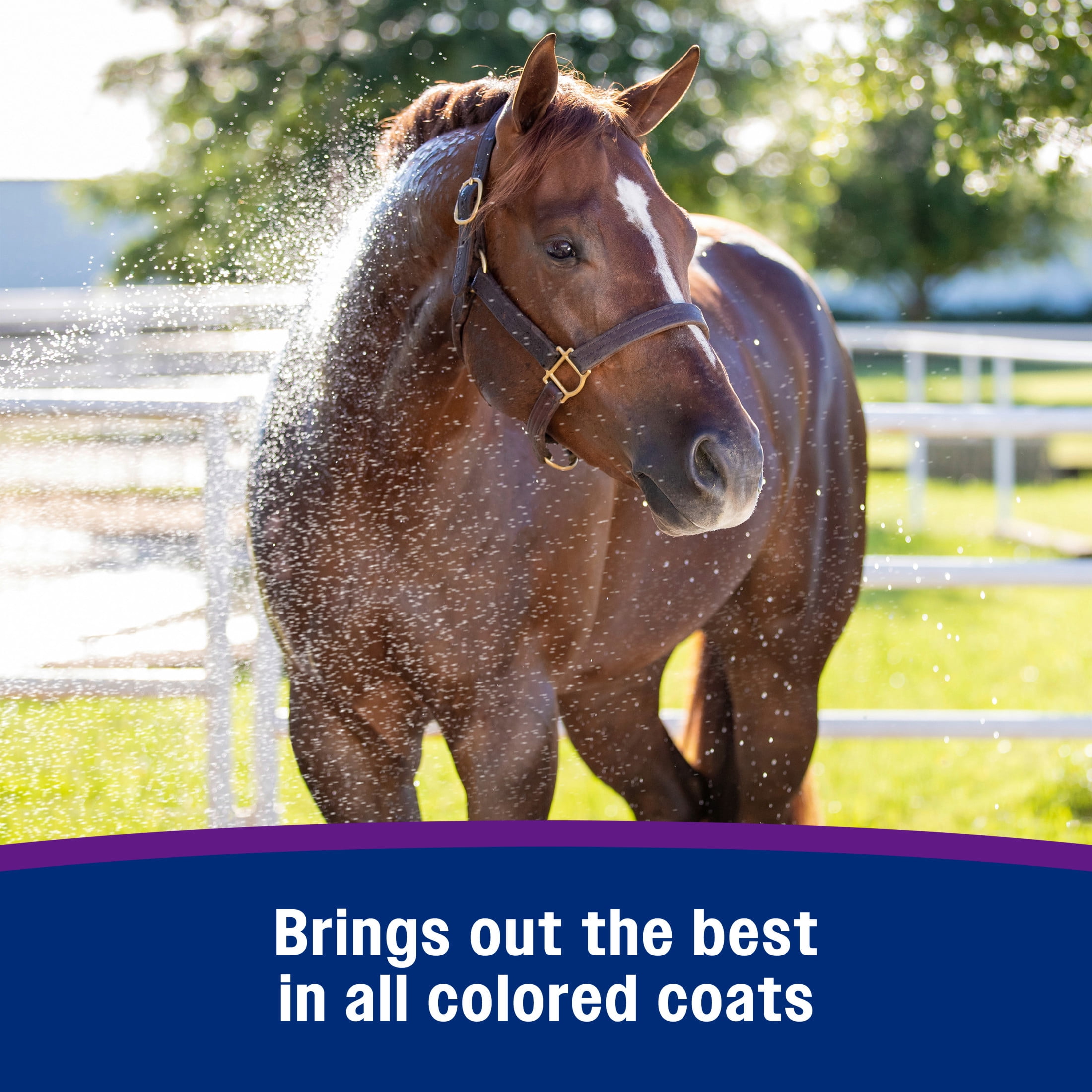 (2 pack) Farnam Vetrolin White ’N Brite Shampoo for Horses 32 Fluid Ounces
