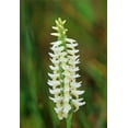 thumbnail image 2 of Jaynes Gallery 18x24 White Modern Wood Framed Museum Art Print Titled - Canada-Manitoba-Tall-grass Prairie Preserve Great Plains ladys tresses orchids, 2 of 4