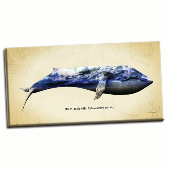 Gango Home Decor Blue Whale by Alan Hausenflock (Ready to Hang); One 36x18in Hand-Stretched Canvas
