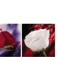 thumbnail image 4 of Ilustraciones Cuadros Gloria Giclée Impresiones en Rosas Románticas 3 Paneles, 4 of 6