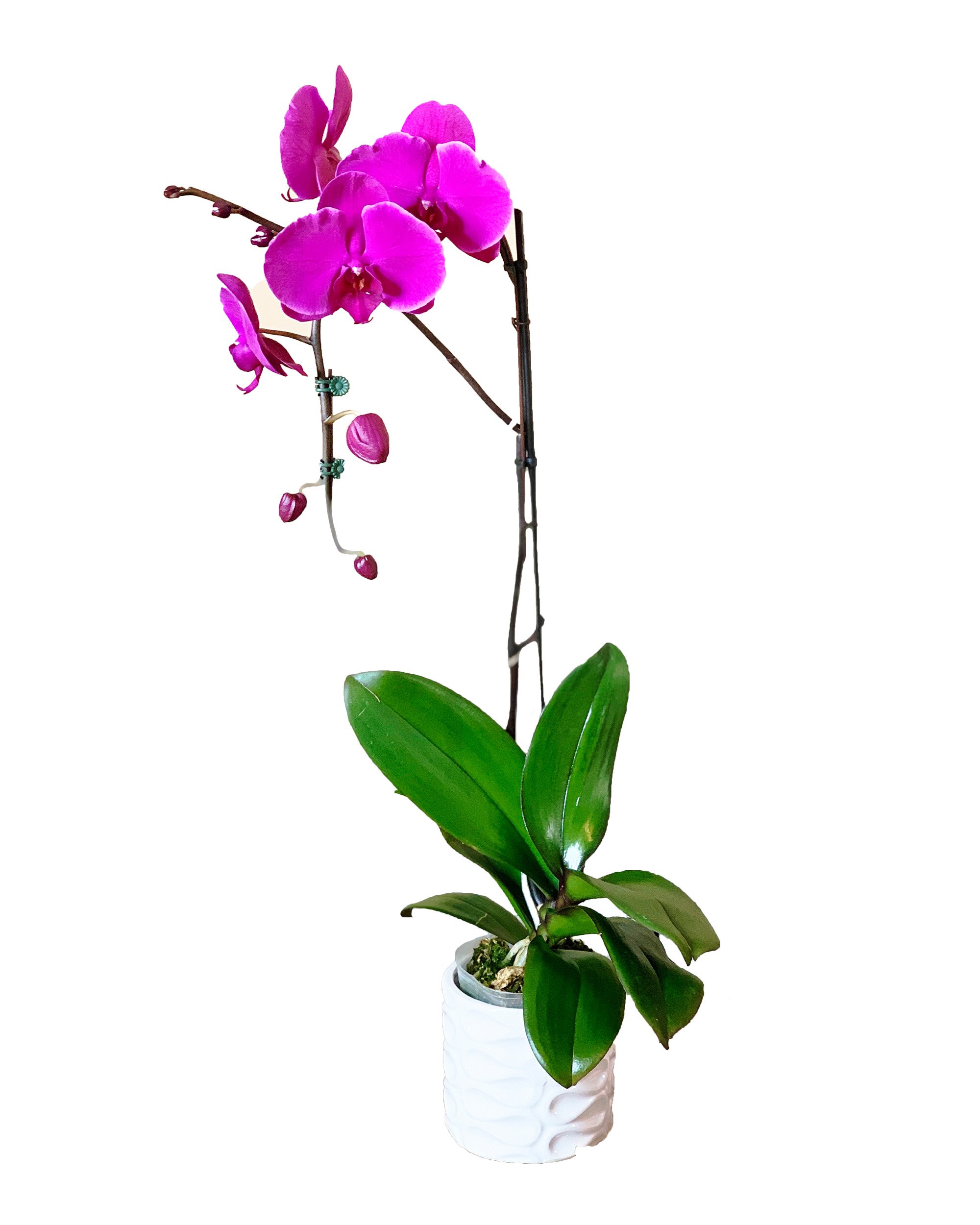 Earthly Orchids Live Orchid Plant Mulberry 1 Spike Walmart Com Walmart Com earthly orchids live orchid plant mulberry 1 spike walmart com