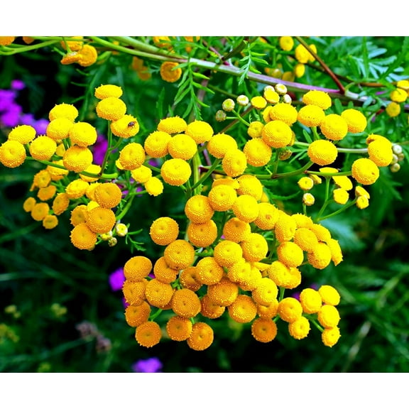 Tansy Herb Seeds for Planting (200 Seeds) - Excellent Cut Flower, Used for Essential Oil